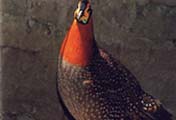 Blythes-trogopan
