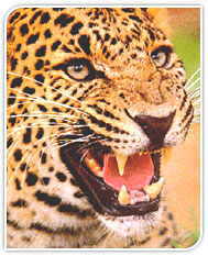 Leopard