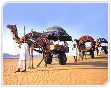 Camels, Pushkar Travel Guide