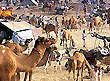 Pushkar Fair