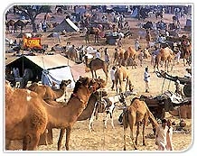 Pushkar Fair, Pushkar Travel Guide