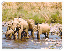 Elephants