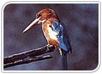 King Fisher