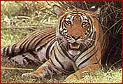 Tiger, Ramthambor