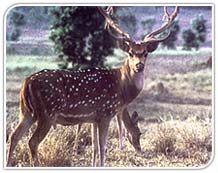 Madhav National Park