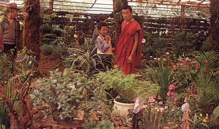Flower Festival