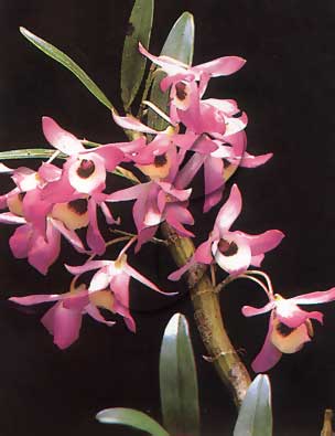Orchid Flower