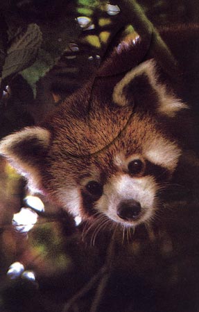 Red Panda