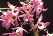 Orchid flowers