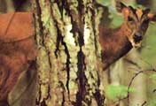 Muntjac