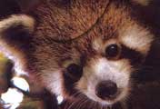 Red Panda