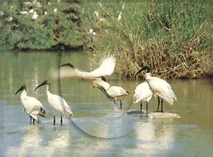 Birds