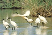 Birds