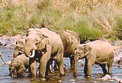 Corbett