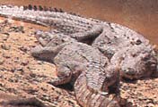 Crocodil