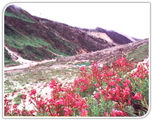 Valley of Flowers